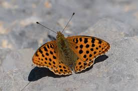 Attēlu rezultāti vaicājumam “Issoria lathonia upperside”