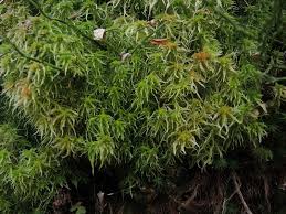 Attēlu rezultāti vaicājumam “Sphagnum angustifolium”