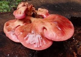 Attēlu rezultāti vaicājumam “Fistulina hepatica”