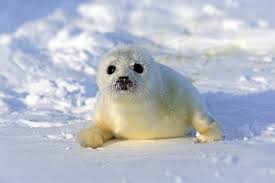 Image result for Pagophilus groenlandicus