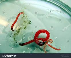 Attēlu rezultāti vaicājumam “Chironomidae larvae”