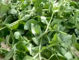 Attēlu rezultāti vaicājumam “Origanum vulgare leaf”