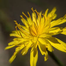 Attēlu rezultāti vaicājumam “Hypochaeris radicata”