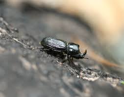 Attēlu rezultāti vaicājumam “Sinodendron cylindricum male”