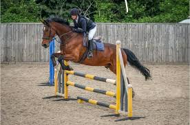 Image result for Reading University Riding Club