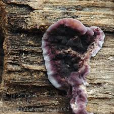 Attēlu rezultāti vaicājumam “Trichaptum abietinum”