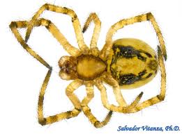 Attēlu rezultāti vaicājumam “Theridiidae”