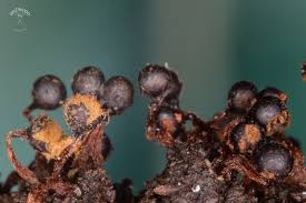 Attēlu rezultāti vaicājumam “Metatrichia floriformis stalked”