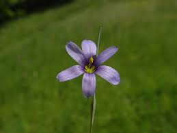 Attēlu rezultāti vaicājumam “Sisyrinchium montanum fruit”