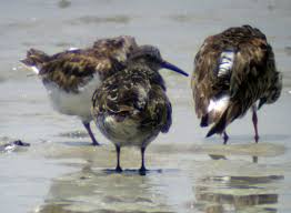Attēlu rezultāti vaicājumam “Calidris maritima adult”