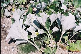 Attēlu rezultāti vaicājumam “Tussilago farfara leaf”