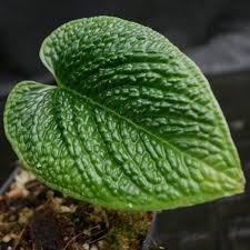 Attēlu rezultāti vaicājumam “Exobasidium splendidum”