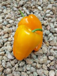 Afbeeldingsresultaat voor orange sun sweet pepper
