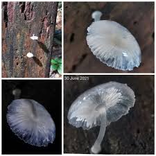 Attēlu rezultāti vaicājumam “Physarum pezizoideum stalked”