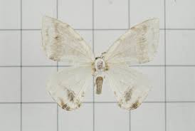 Attēlu rezultāti vaicājumam “Thyatira batis imago”