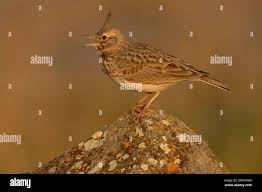 Attēlu rezultāti vaicājumam “Galerida cristata adult”