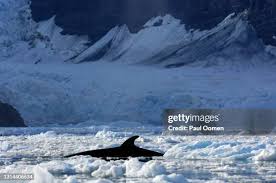 Image result for Balaenoptera bonaerensis