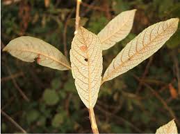 Attēlu rezultāti vaicājumam “Salix cinerea”