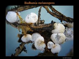 Attēlu rezultāti vaicājumam “Badhamia melanospora”