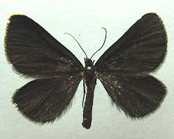 Attēlu rezultāti vaicājumam “Odezia atrata”