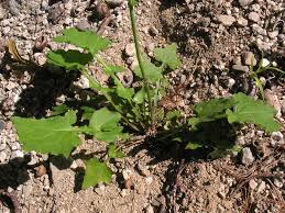 Attēlu rezultāti vaicājumam “Mycelis muralis leaf”