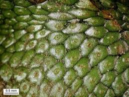 Attēlu rezultāti vaicājumam “Conocephalum salebrosum”