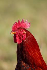 Attēlu rezultāti vaicājumam “Gallus”