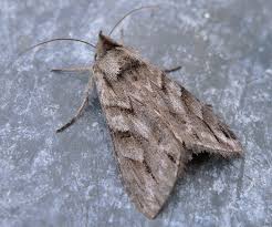 Attēlu rezultāti vaicājumam “Cucullia fraudatrix”