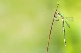 Attēlu rezultāti vaicājumam “Lestes virens”