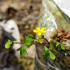 Attēlu rezultāti vaicājumam “Oxalis corniculata fruit”
