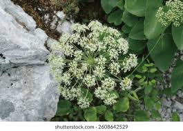 Attēlu rezultāti vaicājumam “Laserpitium latifolium leaf”