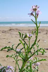 Attēlu rezultāti vaicājumam “Cakile maritima subsp. baltica leaf”
