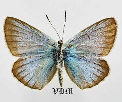 Attēlu rezultāti vaicājumam “Agrodiaetus damon”