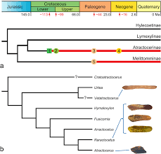 Attēlu rezultāti vaicājumam “Lymexylidae”