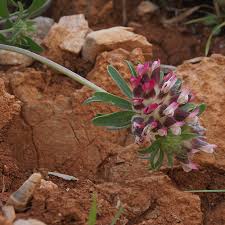 Image result for Anthyllis vulneraria rubra