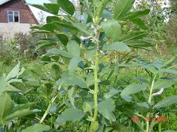 Attēlu rezultāti vaicājumam “Vicia faba”