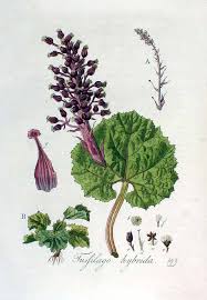 Image result for Petasites officinalis