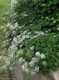 Attēlu rezultāti vaicājumam “Aegopodium podagraria flower”