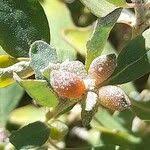 Attēlu rezultāti vaicājumam “Atriplex littoralis fruit”