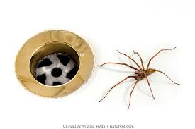 Attēlu rezultāti vaicājumam “Tegenaria sp.”