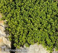 Attēlu rezultāti vaicājumam “Thymus pulegioides fruit”