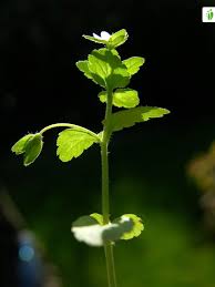 Attēlu rezultāti vaicājumam “Veronica agrestis leaf”