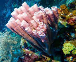 Attēlu rezultāti vaicājumam “Tubifera applanata sessile”