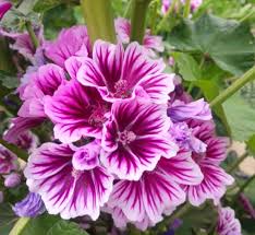Image result for Malva sylvestris var. mauritiana