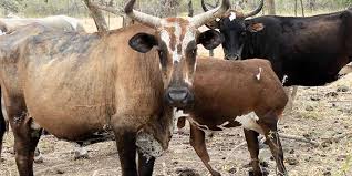 Image result for ganado bovino