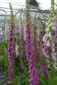 Image result for Fingerhut rot