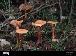 Attēlu rezultāti vaicājumam “Hygrocybe sp.”