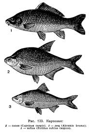 Image result for Rutilus caspicus