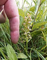 Attēlu rezultāti vaicājumam “Coeloglossum viride leaf”