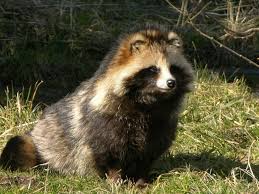Attēlu rezultāti vaicājumam “Nyctereutes procyonoides”